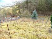 Der Weinberg im Winter.JPG - 