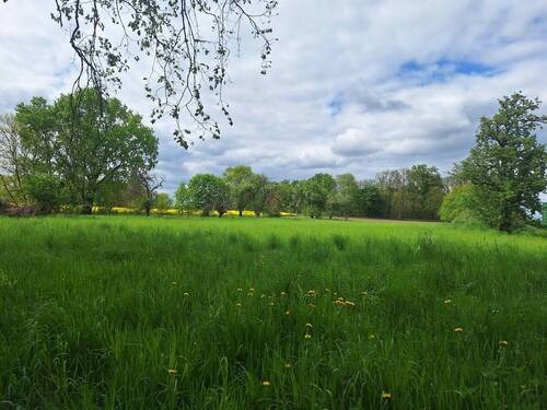 separate Wiese - 