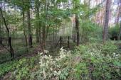 Auf dem Grundstück (1).jpg - Grundstück zum Kaufen in Borkheide