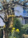 2026-04-07 13.52.22_Baum.jpg - 
