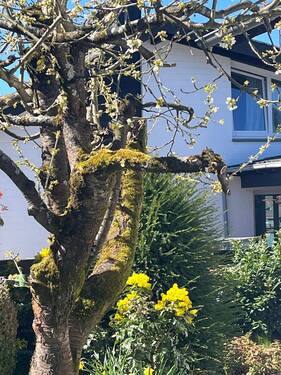 2026-04-07 13.52.22_Baum.jpg - 