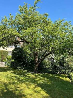 Garten (Sommeraufnahme) - 