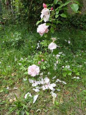 Rosenbusch am Haus - 