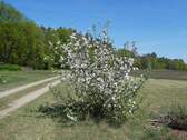 Sommerapfelbaum - 