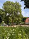 Baum und Wiese.jpg - 4 Zimmer Etagenwohnung zum Kaufen in Dresden