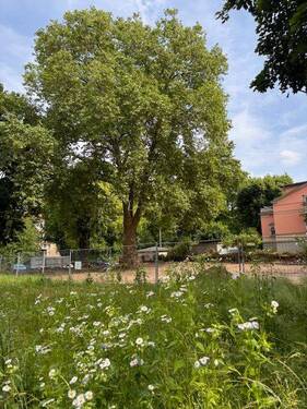 Baum und Wiese.jpg - 4 Zimmer Etagenwohnung zum Kaufen in Dresden