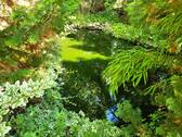 034 Teich.jpg - 