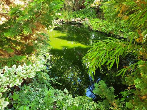 034 Teich.jpg - 