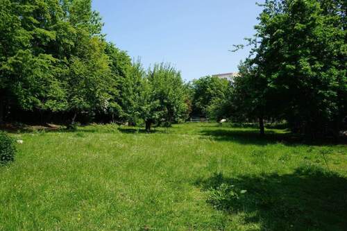 Wiese - 