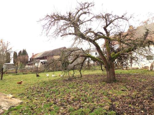 Gartenausschnitt V - 