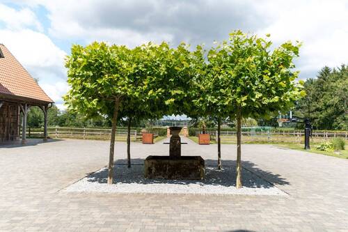 Brunnen im Hof - 