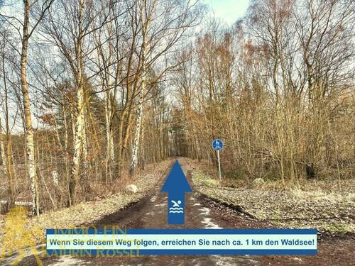 Weg zum Waldsee führend - 