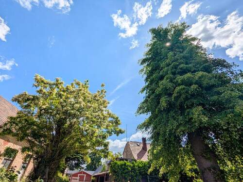Alter Baumbestand - Grundstück in Zwenkau zum Kaufen