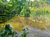 Teich Nahansicht - 