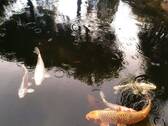 Schwimmteich - 