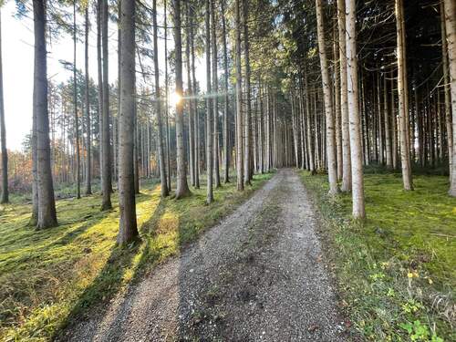 IMG_5449.JPG - 3 Waldgrundstücke in Gemarkung Baiern zum Kauf