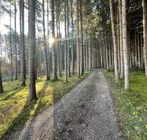 3 Waldgrundstücke in Gemarkung Baiern zum Kauf