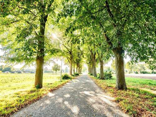 Lindenallee - 