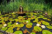 Gartenteich - 