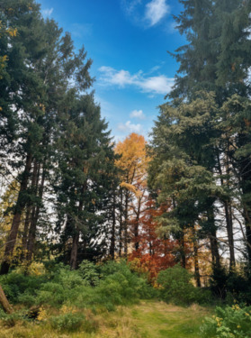 Blick aufs Grundstück - Grundstück in Hamburg
