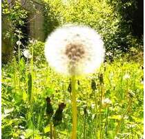 Einfamilienhaus nur gewerbliche Vermietung z.B. an caritative, gemeinnützige Organisationen - Wangen im Allgäu