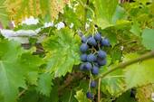 Wein im Hof - Einfamilienhaus mit 227,00 m² in Langgöns zum Kaufen