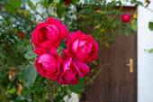 Farbenpracht - 