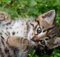 Mit der Familie lassen sich die schönsten Momente erschaffen! - Berlin Französisch Buchholz