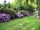 Rhododendronhecke - 
