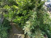 Terrasse Ladenlokal - 