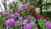 0a8d3cf4-7195-45ea-b2d7-e063f6433e54 - 