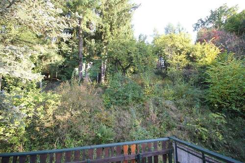 Blick in den zugewachsenen Garten - 