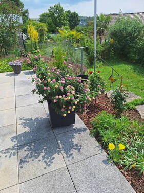 Gartenimpressionen - 