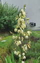 Gartenimpressionen - 