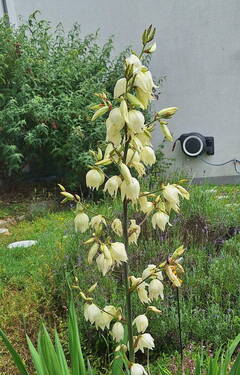 Gartenimpressionen - 