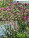 Gartenimpressionen - 