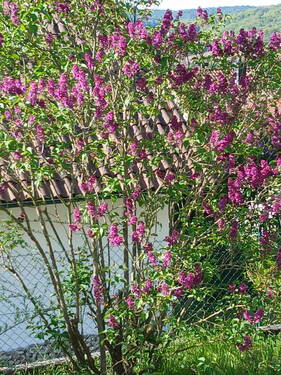 Gartenimpressionen - 