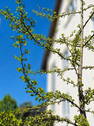 WO DAS GLÜCK ZUHAUSE IST - ***WO DAS GLÜCK ZUHAUSE IST - DER GINKGO HEISST SIE SCHONMAL HERZLICH WILLKOMMEN !***