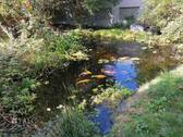  Teich - Garten - 