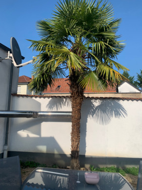 7 - Garten - 1 Zimmer Mehrfamilienhaus, Wohnhaus zum Kaufen in Bürstadt