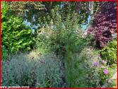 Hinterhaus Gartenimpressionen - 
