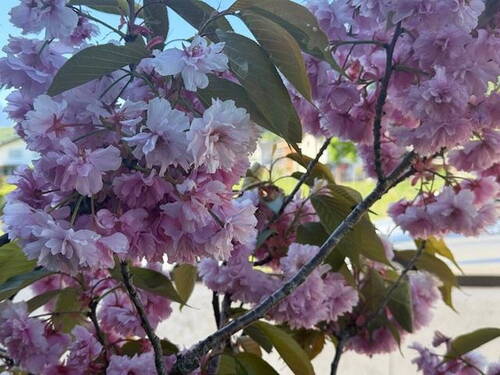 Garten - 
