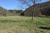 Wiese - 