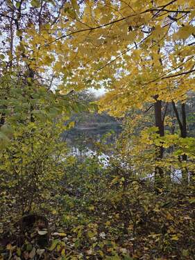 Spaziergang am Waldsee - 