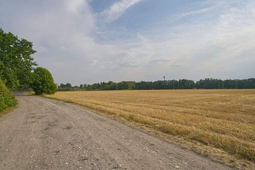 Nahbereich Feld - 