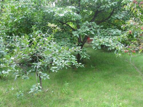 Garten - 