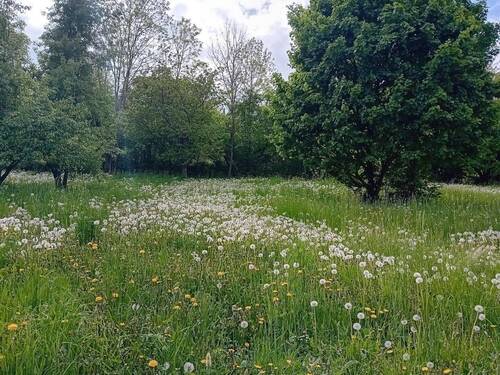 Grundstück/Baumbestand.jpg - Grundstück in Schorndorf