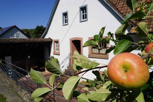 Obstbäume - 