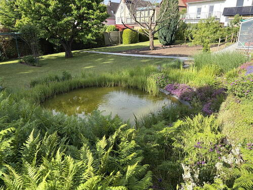 Teich - 