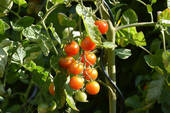 Tomaten - 
